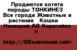 Продаются котята породы ТОНКИНЕЗ - Все города Животные и растения » Кошки   . Ненецкий АО,Каратайка п.